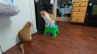 Cats at Play on Step Stool