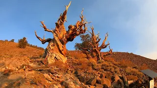4 MINUTE GUIDE TO THE ANCIENT BRISTLECONE PINE FOREST: THE OLDEST TREES IN THE WORLD!!!