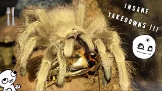 Tarantula Feeding Video #27 ~ GOOD START !!!