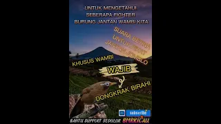 SUARA WAMBI BETINA MEMANGGIL WAMBI JANTAN JOMBLO-WAMBI BAHAN,WAMBI BAKALAN,GACORAN YAKIN NYAMBUT