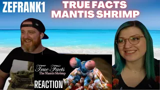 "True Facts About The Mantis Shrimp" @zefrank | HatGuy & Nikki react