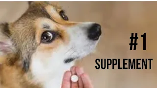 Best Supplement for your dog AND for you