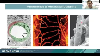 Hallmarks of Cancer или в чем сила опухоли (Кушнарев В.А.)