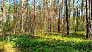 THE HEALING EFFECT OF BIRDS SINGING IN THE SPRING FOREST WILL HELP THE HEART AND NERVOUS SYSTEM