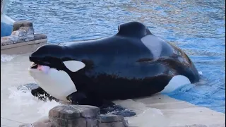 Corky and Ikaika during Orca Encounter at SeaWorld San Diego 2023