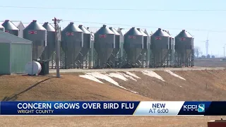 Iowa poultry farms prepare for highly-contagious bird flu