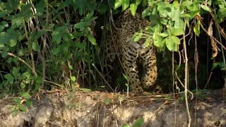 Jaguar vs croco combat a mort incroyable