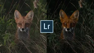How to edit moody wildlife photography in Lightroom | My Free Lightroom Preset Included!