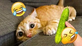 😘😻 Best Cats Videos 🤣😹 Best Funny Animal Videos 2024 # 46