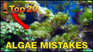 Can't beat algae in your tank? This is probably why! Top 20 Algae Fighting Mistakes