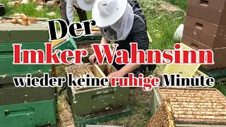 Kurz VOR 12 | Ruhiges Bienenvolk bei besten Trachtwetter | Jetzt muss gehandelt werden!