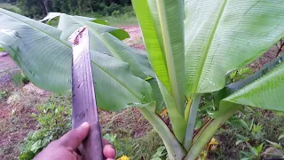 How To make Banana Plant Grow Faster