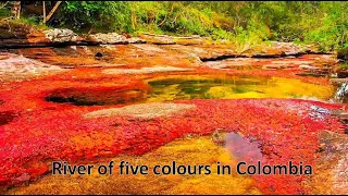 The Cano Cristales in Colombia | Rainbow River |River of five colours