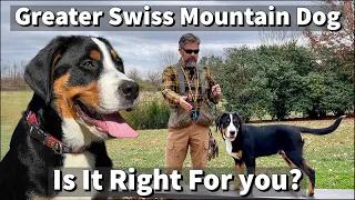 Greater Swiss Mountain Dog | Is It Right For You?