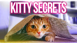 5 Interesting Cat Facts for Kids (Number 5 is a SURPRISE!)