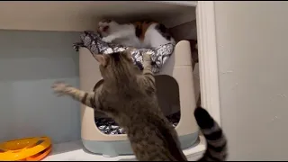 Epic cat fight