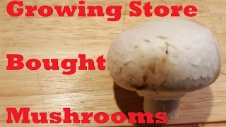 Growing Store Bought Mushrooms