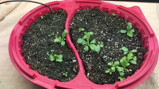 How to Grow Culantro Indoors