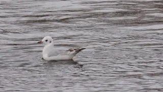 Озерная чайка (Larus ridibundus) - 2