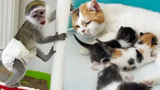 Mom cat feeds kittens while adopted Susie looks for something to eat.