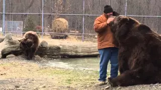 Kodiak bear grabs Jim back as he walks away...