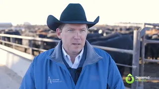 SenseHub® Feedlot Monitoring - Advantage Feedlot