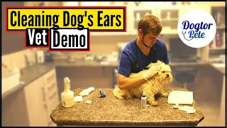 How To Clean Your Dog's Ears Like A PRO! | Veterinarian Demonstrates