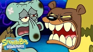 The Sea Bear Attacks Squidward, SpongeBob & Patrick! 🐻 SpongeBob SquarePants