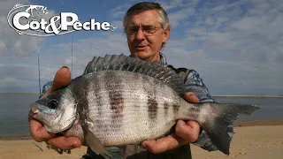 La pêche de la dorade Grise en surfcasting