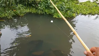 Apairari tucunare piau e traíra Pescaria caipira pescamos é fritamos Rio turvo