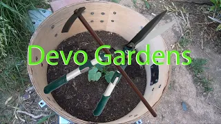 Building Shade for Summer Garden (Desert Gardening)