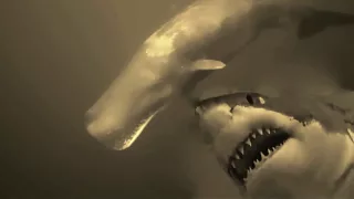 MEGALODON