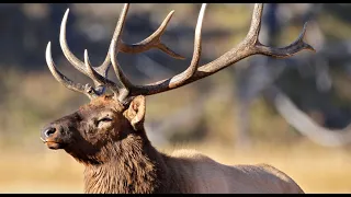 Daily Dose of Nature | In the Rut  Mating Season in Yellowstone