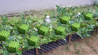 Skill of growing square watermelons at home, let's see how they do