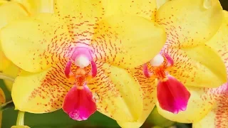 Стимуляторы роста и развития для орхидей.Чем я пользуюсь.