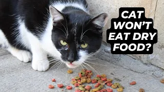 Cat Won’t Eat Dry Food? What To Do & When To Worry - Expert Advice!