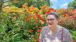цветут рододендроны - прогулка со Светой в саду