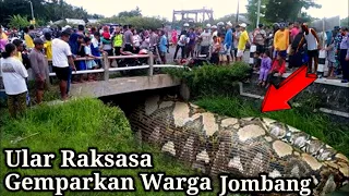 Viral..! Ular Raksasa Gemparkan Warga Jombang Jawa Timur