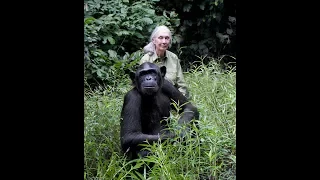 Rescued Chimpanzees Need Our Help...