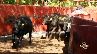 Temple Grandin Designed Cattle Chute At Texas Tech Research Facility