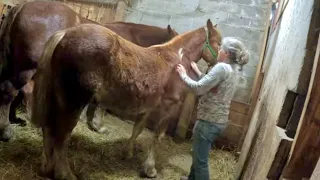 Morning Chores with Brenda & a Greenhouse Tour! // Taking Care of Draft Horses #628