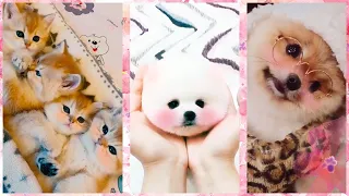 Милые и забавные животные Тик Ток/Chó Phốc Sóc Mini Pomeranian/Cute kittens, puppies Funny TikTok#2