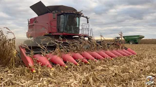 Corn Harvest 2023 in Southern Darke County Ohio