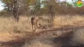 Sylvester - The Cheetah Ambassador