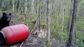 Black Bear Hunting Quebec  ( the hit ) watch till the end