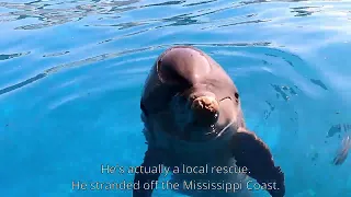 Meet Adam the Dolphin