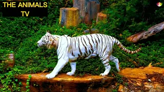 Ultimate Wild Animals Collection in 8K ULTRA HD / ANIMALS VIDEOS OFFICIAL 👈🐆🐎🐕🐔🙀