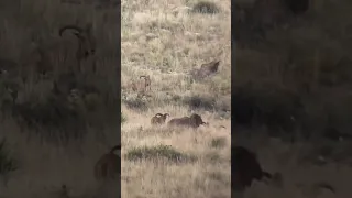 One Shot One Kill Barbary Sheep Hunt - full video on our channel