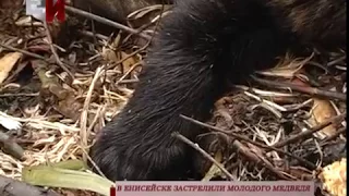 В ЕНИСЕЙСКЕ ЗАСТРЕЛИЛИ МОЛОДОГО МЕДВЕДЯ