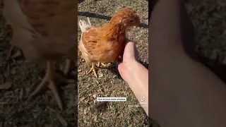 How to Tame Your Chickens